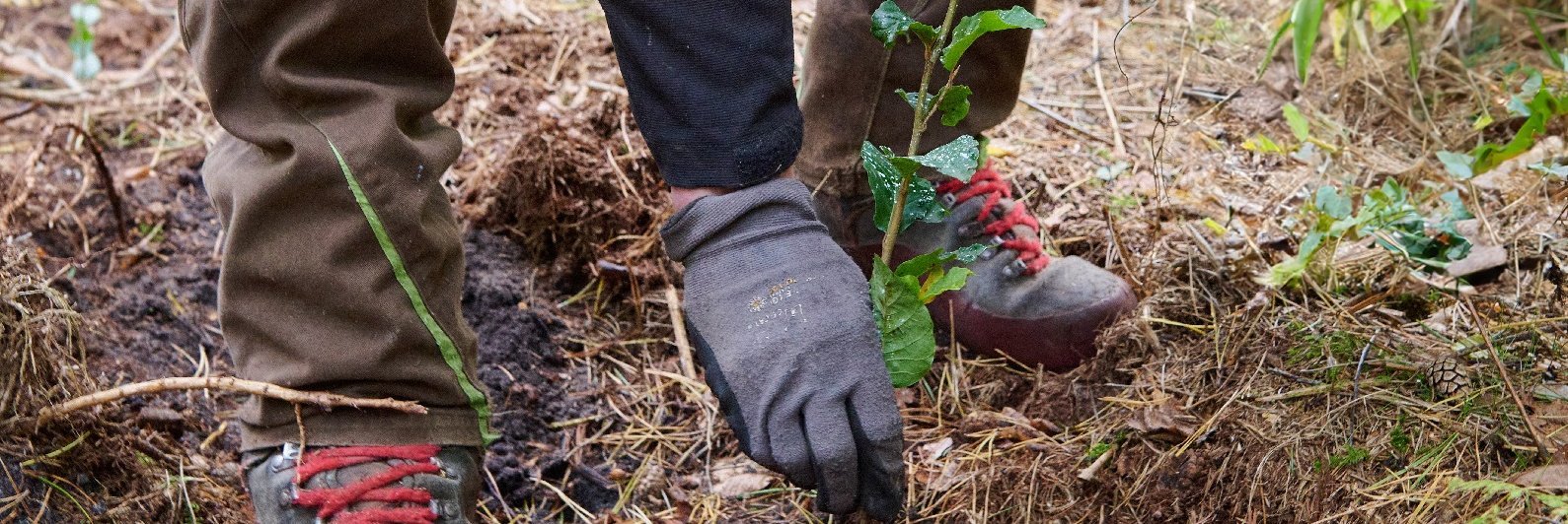 Baum für Baum für SH