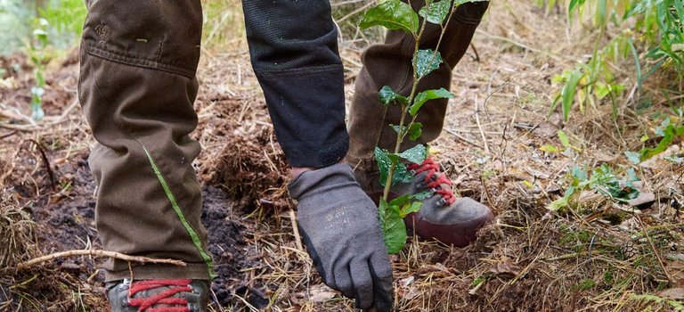 Baum für Baum für SH