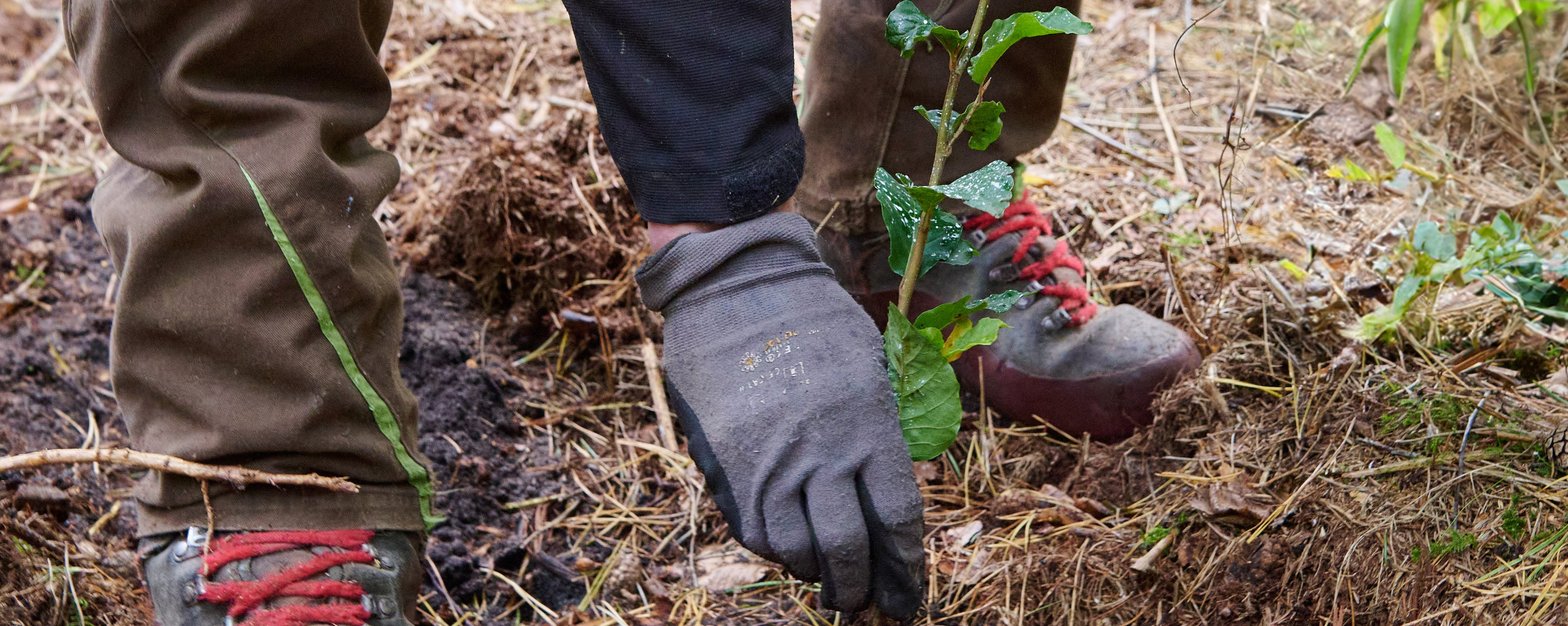 Baum für Baum für SH