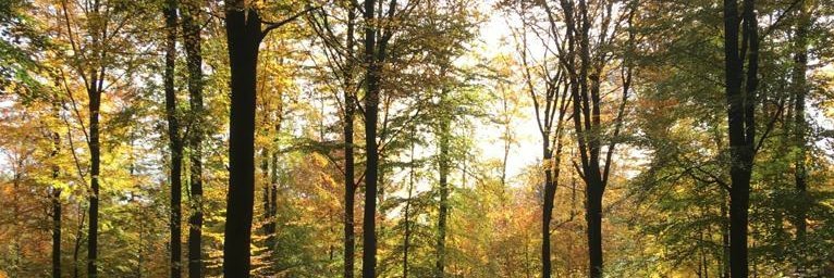 Gute Neuigkeiten zu Schleswig-Holsteins Wäldern